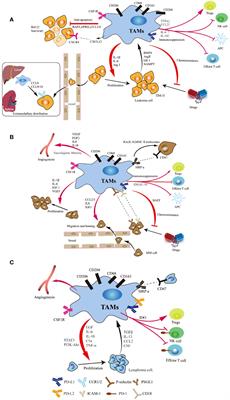 Mesenchymal stem cells-macrophages crosstalk and myeloid malignancy